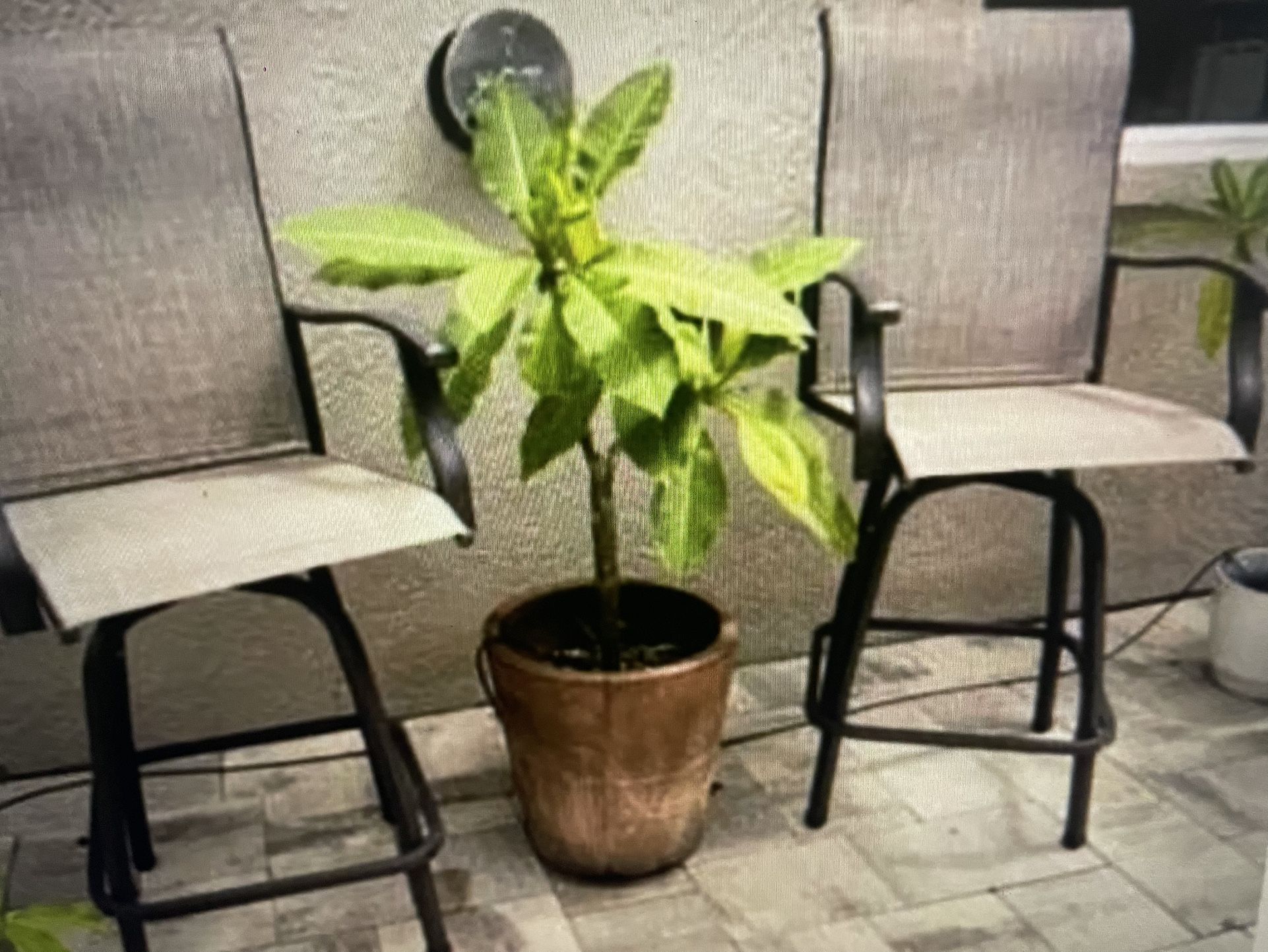 2 New Tall Patio Chairs 