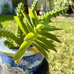 Beautiful Huernia and Red Pagoda Succulents with Pot