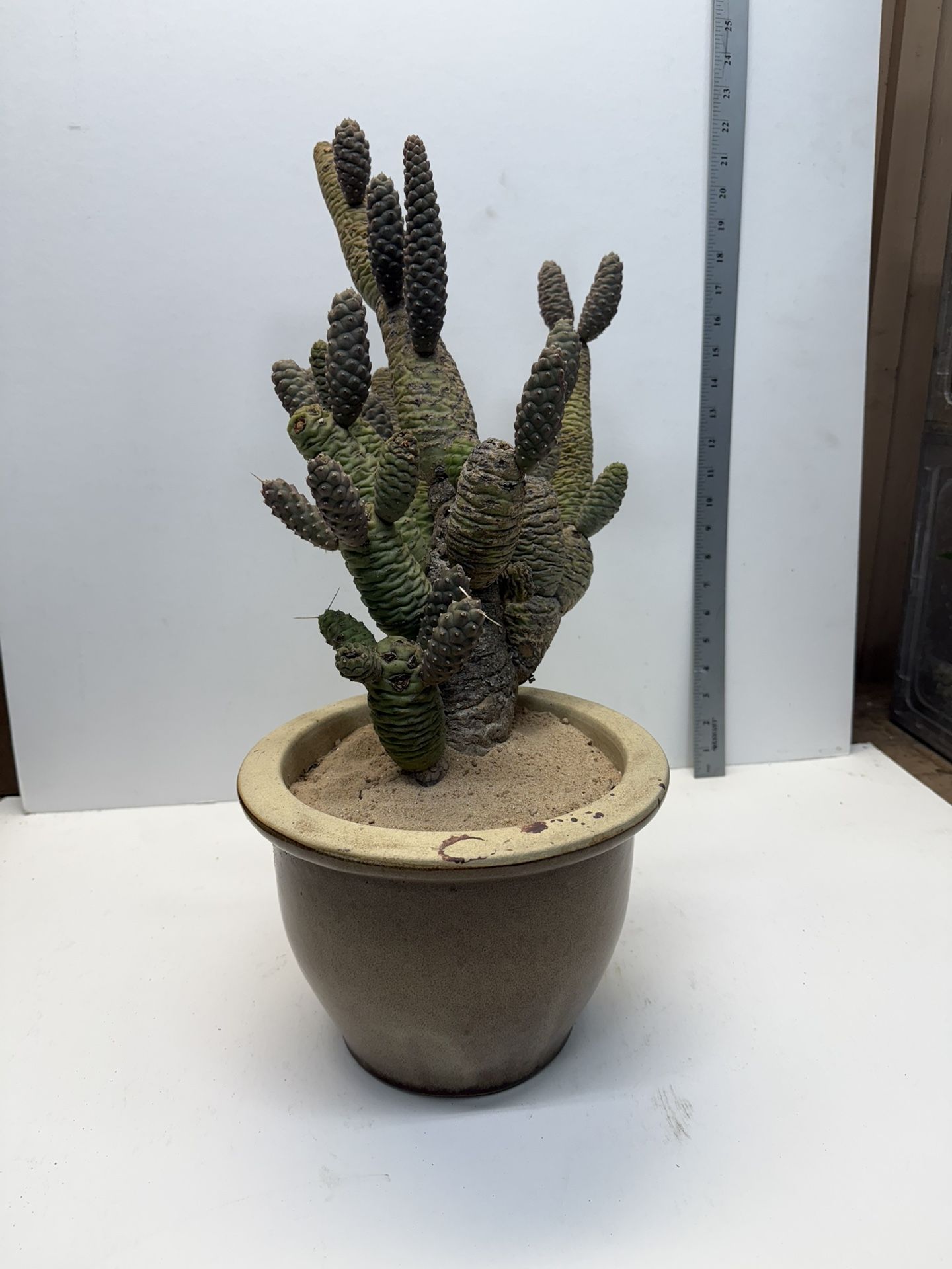Mature Pine Cone Cactus Cluster