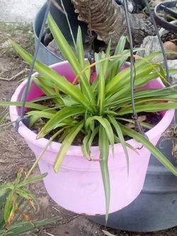 Air-Purifying Spider Plant 🌿 Easy Care • Pet Safe • Bakersfield
Planta Cinta Purificadora 🌿