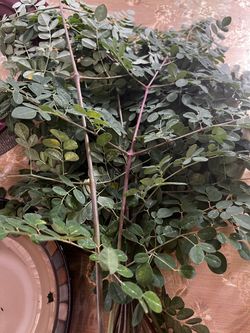 Malunggay Vegetable leaf
