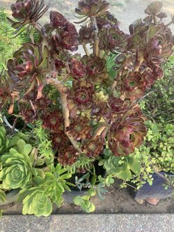 Plants For Sale