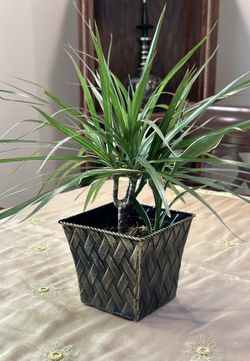 Plants 🪴 Indoor , Outdoor