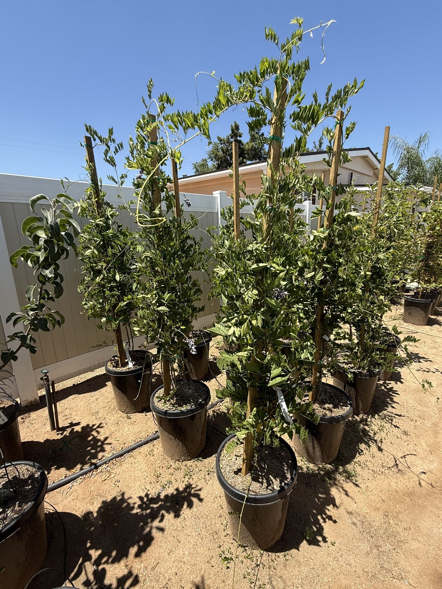 Wisteria 15 Gal Blue And White
