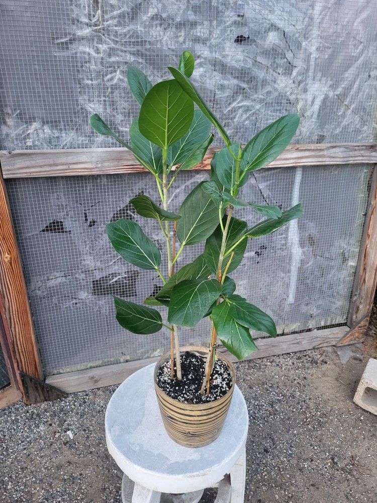 Ficus Audrey Plant 8" Bamboo Pot