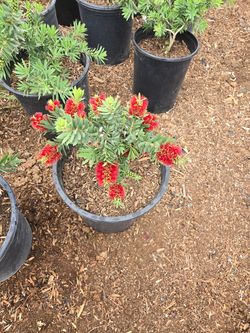 Callistemon little john (bottle brush) 5 gallon