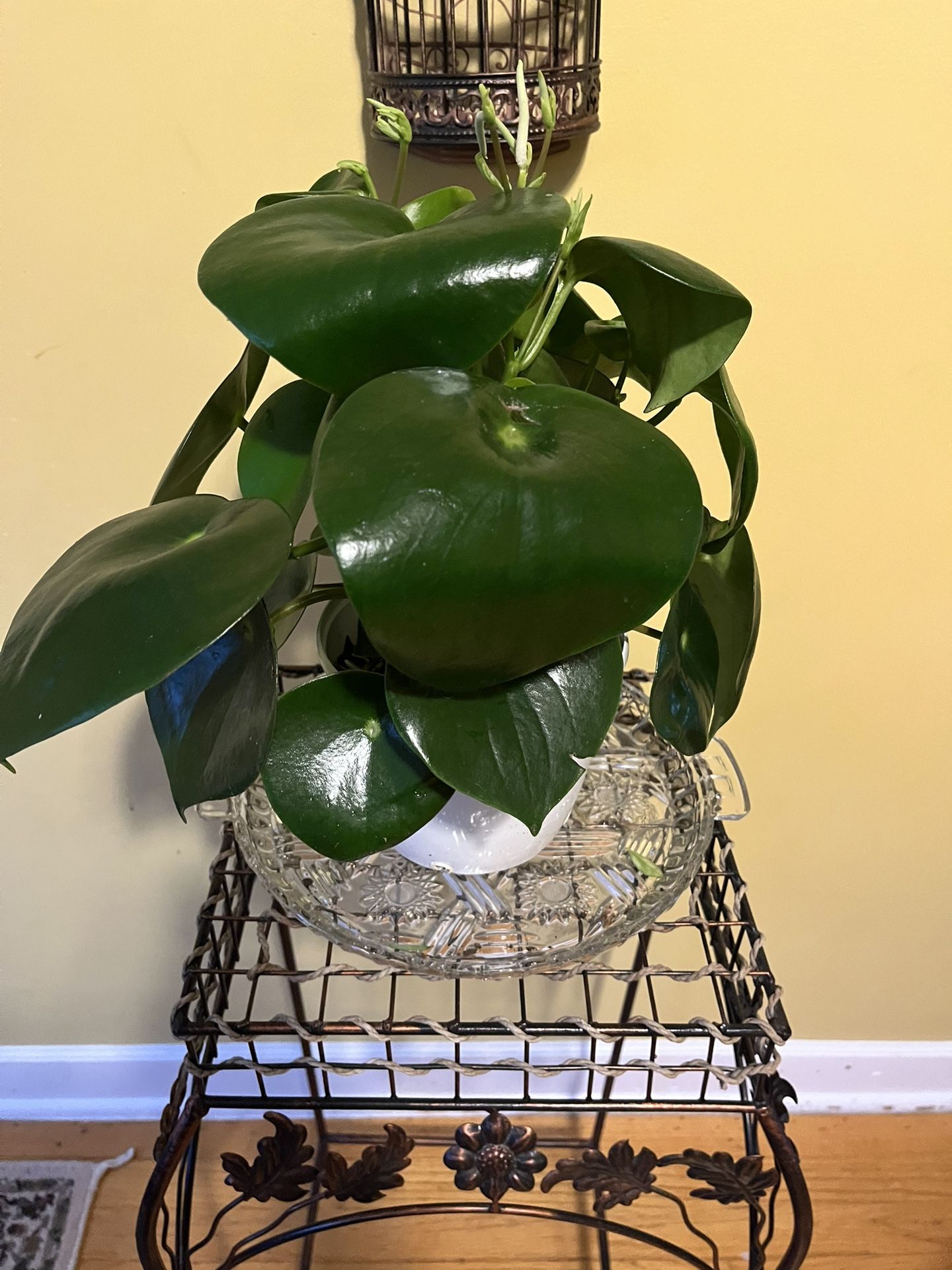 💧Raindrop (Philodendron) Plant💧