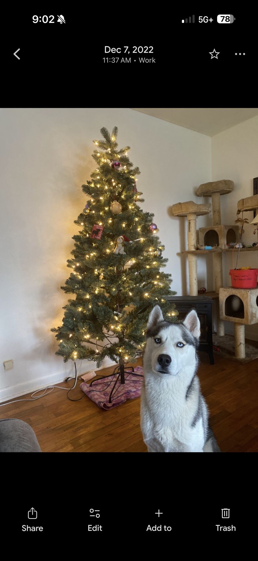 6.5 Lighted Hudson Spruce Tree π²