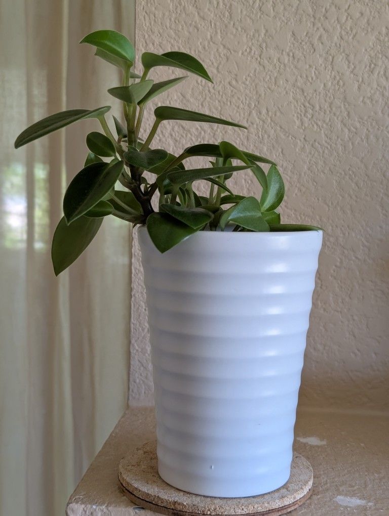 Healthy Beautiful Indoor Plant ( Peperomia)