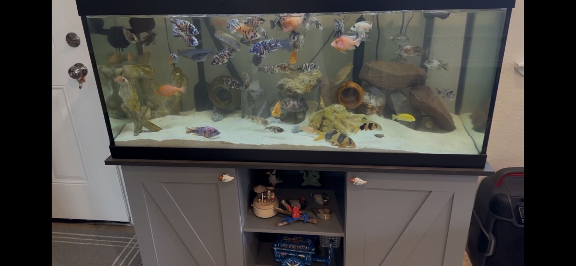Fish Tank 75 Gallons