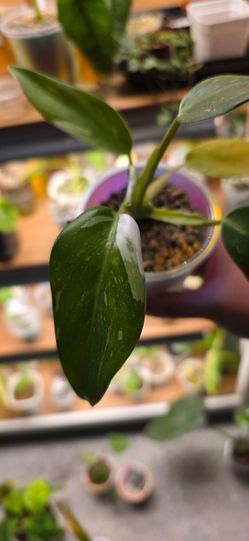 🌿 Philodendron White Knight 🌿 Established Plant | Active Growth