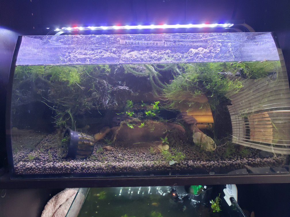hygger Horizon 8 Gallon LED Glass Aquarium