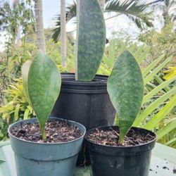 Whale Fin Sanseveria Rare!  Landscape Plant Houseplant