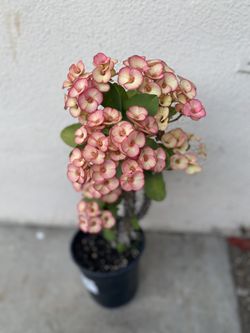 Planta De Corona De Cristo Con Flor Jumbo , Es Planta Grande En Maceta De Un Gallon Tiene Varios Esquejes Vea Todas Las Fotos Para Ver Bien Cómo Esta
