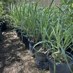 Lemon Grass / Te De Limon 