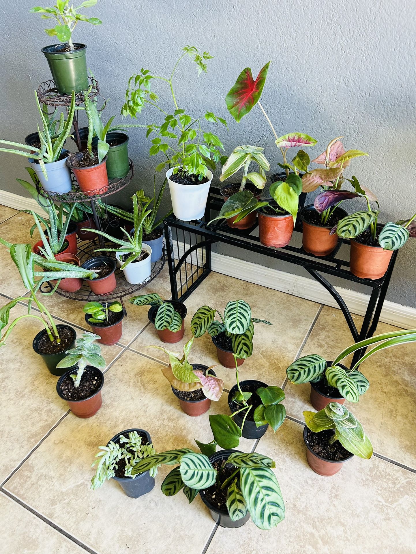 Plants For Sale Small 5 Each