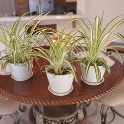 Large Live Spider Plants 6 - 7 Inch Pots With Saucer. 