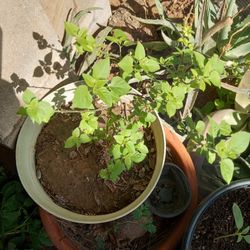 Chile Chiltepin Plant Plants 