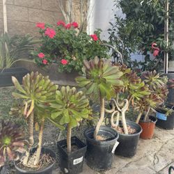 Gorgeous Beach Crest Green House Indoor/outdoor Less Water