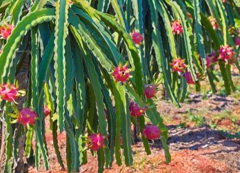 Dragon Fruit Pollen (Wanted)