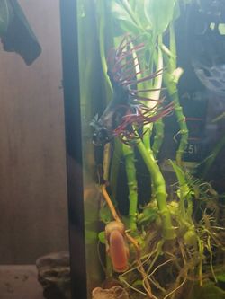 Fish Tank Accessories Tank Mates Ramshorn Sna Ils