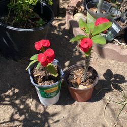 Coronas De Cristo $18.00 Cada Una 