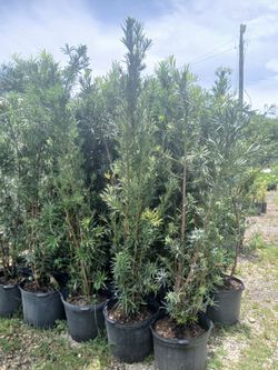 Podocarpus Overgrown 7gl 6ft $26