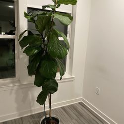 🔥 Moving Sale – 4 Full-Grown Plants (Monstera + Fiddle Leaf) – $200 