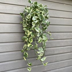6” Enjoy Pothos 3 1/2 Feet Long 