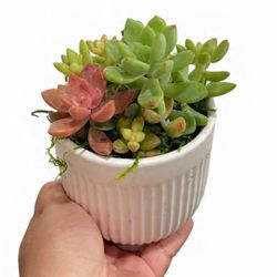 Mixed Succulent Planter 
