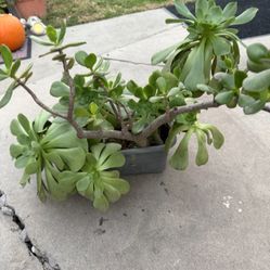 Saculants Plants $22  Ea 