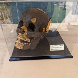 Official Criminal Minds Limited Item Decomposed Skull