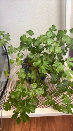 Cilantro plant