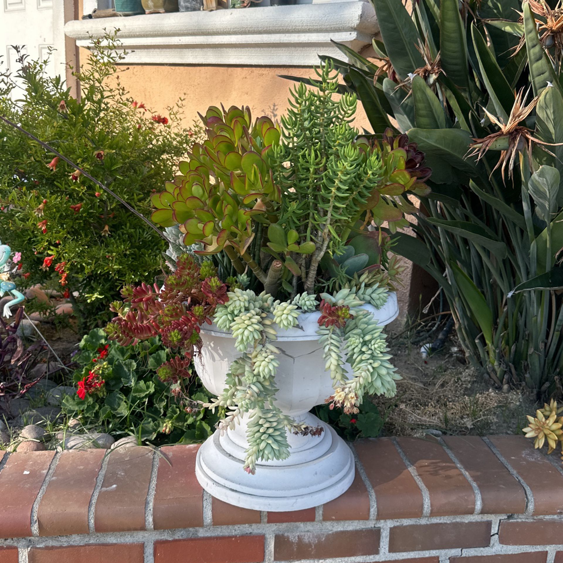 Succulents & Vase 