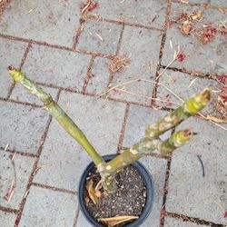 Plumeria Plant 1 Gallon Pot 