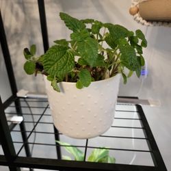 Plant For Sale - Pot Included