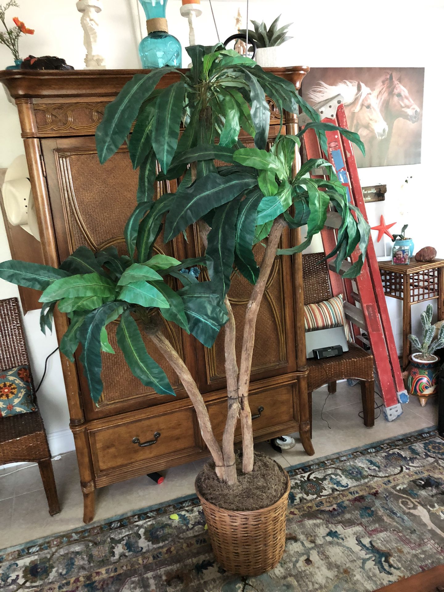 Tropical tree 7 ft in wicker container w/moss