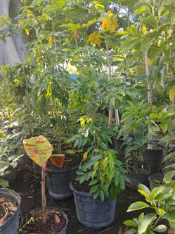 Lychee fruit trees 15gl $80