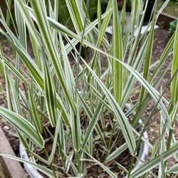 Ribbon Gras Perennial Plant( Reed Canary Grass / Gardener's Garters / Brides' Laces) 18"-24".Please See All Pics.