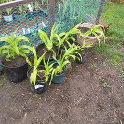 Orange day lily plants