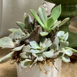 Succulent Arrangement/live Plant/white Ceraminc Planter/ Home Decor/ Indoor-outdoor Plant/ Custom Succulent Plant