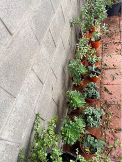 Bundle succulents/14 suculemtas