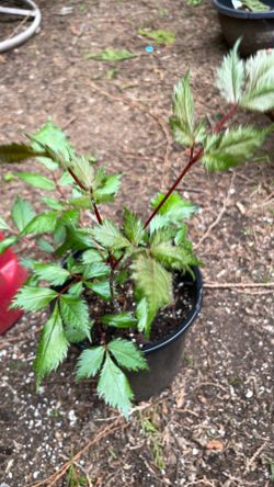 Astilbe