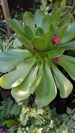 Plantas bonitas