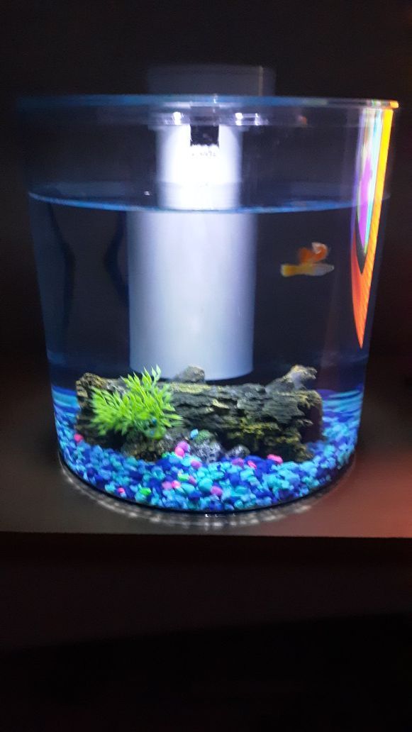 Aquarium with 2fishes