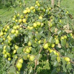 Thai Jujubi Plant 