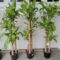 Dracaena 