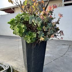 Modern Tall Planter With Succulent Plants 