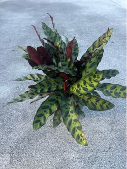 CALATHEA RATTLE SNAKE (6” pot) air purifying indoor