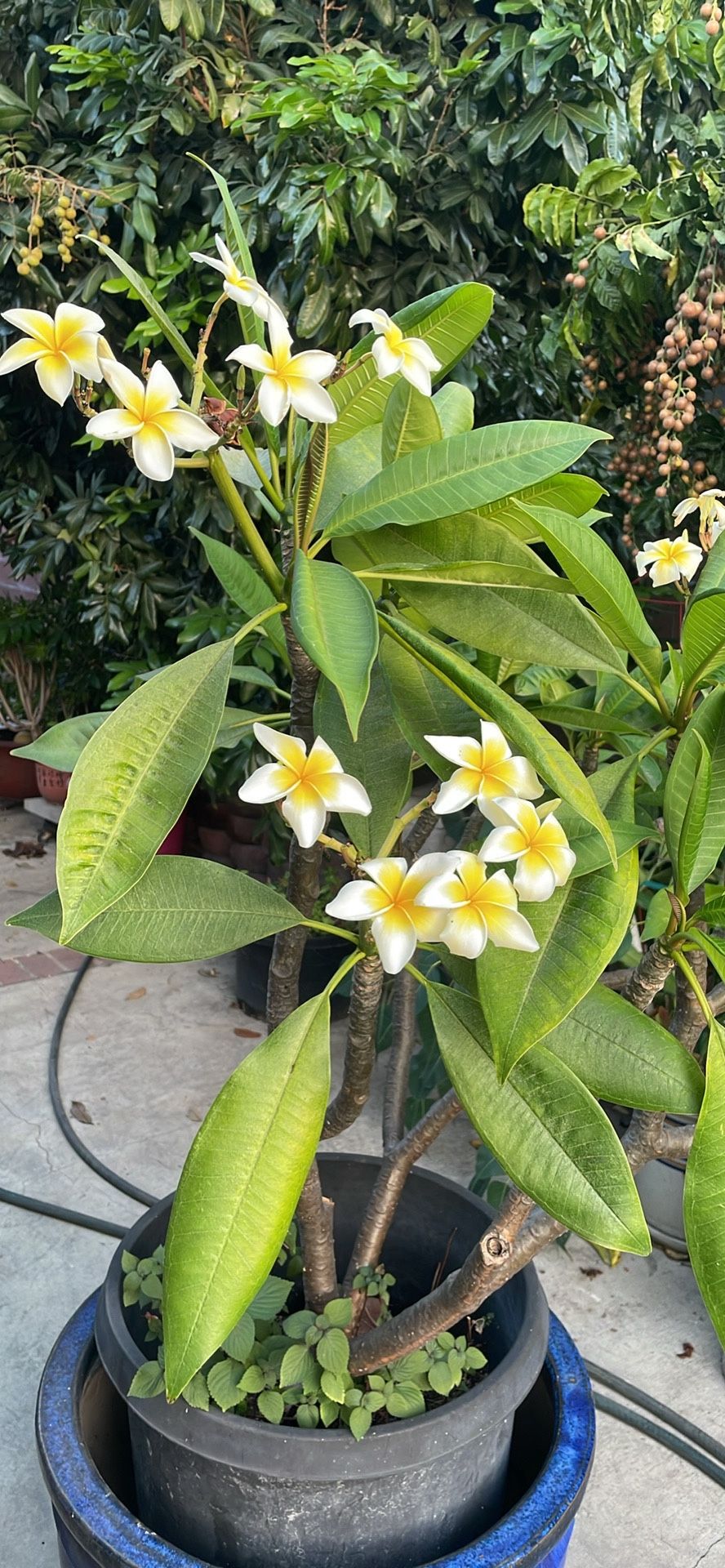 Frangipani Plant.